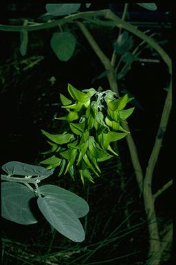 APII jpeg image of Crotalaria cunninghamii  © contact APII