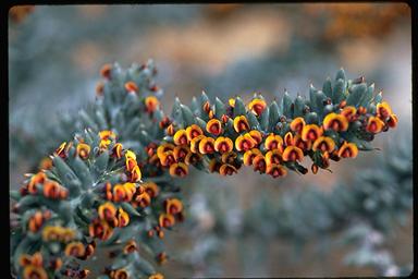 APII jpeg image of Daviesia pachyphylla  © contact APII