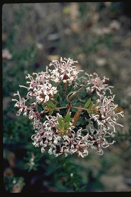 APII jpeg image of Grevillea buxifolia  © contact APII