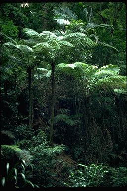 APII jpeg image of Cyathea leichardtiana  © contact APII