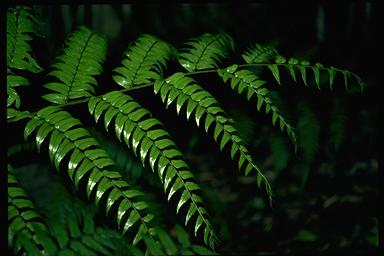 APII jpeg image of Cyathea rebeccae  © contact APII