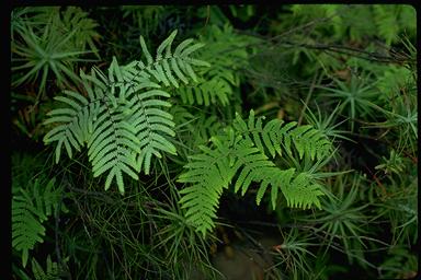 APII jpeg image of Gleichenia rupestris  © contact APII