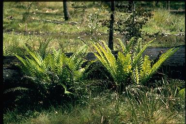 APII jpeg image of Polystichum proliferum  © contact APII