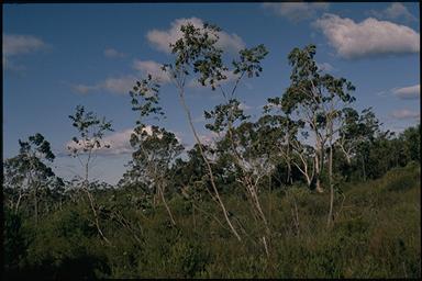 APII jpeg image of Eucalyptus sturgissiana  © contact APII