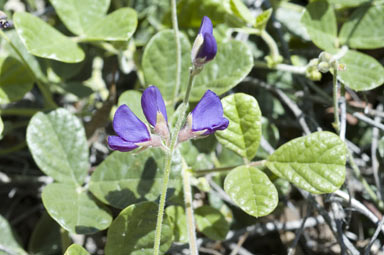 APII jpeg image of Kennedia prorepens  © contact APII