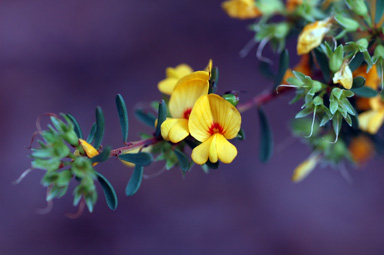 APII jpeg image of Pultenaea altissima  © contact APII