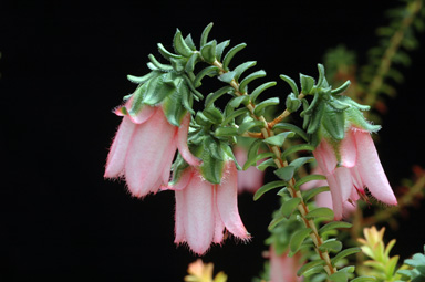 APII jpeg image of Darwinia squarrosa  © contact APII