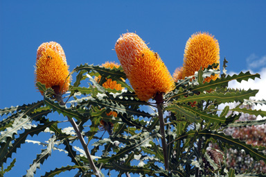 APII jpeg image of Banksia ashbyi  © contact APII