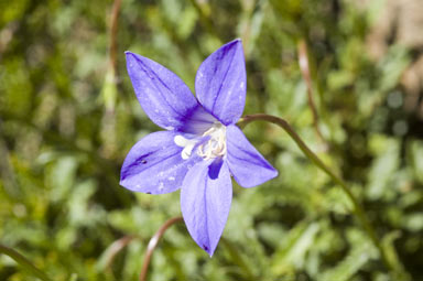 APII jpeg image of Wahlenbergia gloriosa  © contact APII