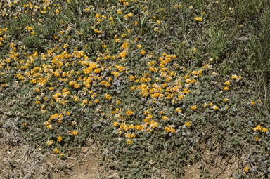 APII jpeg image of Pultenaea polifolia  © contact APII