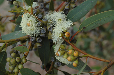 APII jpeg image of Eucalyptus argutifolia  © contact APII