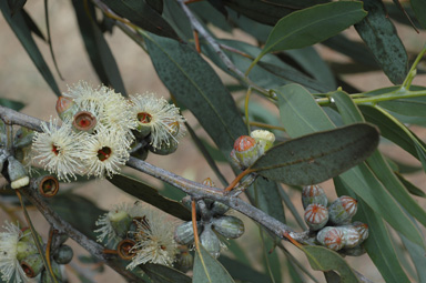 APII jpeg image of Eucalyptus cretata  © contact APII