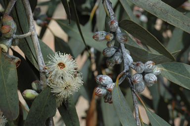 APII jpeg image of Eucalyptus cretata  © contact APII