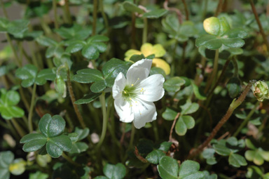 APII jpeg image of Oxalis magellanica  © contact APII