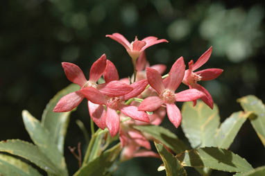 APII jpeg image of Ceratopetalum gummiferum 'Christmas Snow'  © contact APII