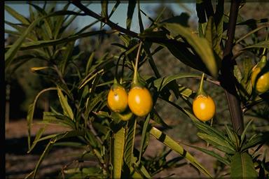 APII jpeg image of Solanum laciniatum  © contact APII