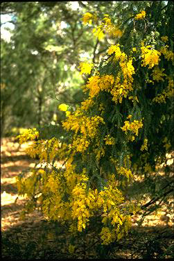 APII jpeg image of Acacia vestita  © contact APII