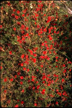 APII jpeg image of Callistemon subulatus  © contact APII