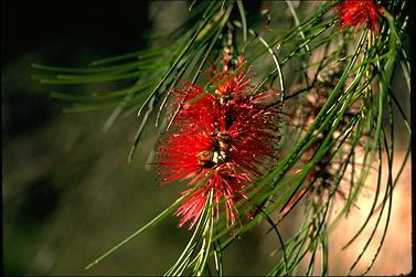 APII jpeg image of Callistemon teretifolius  © contact APII