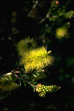 APII jpeg image of Callistemon viridiflorus  © contact APII