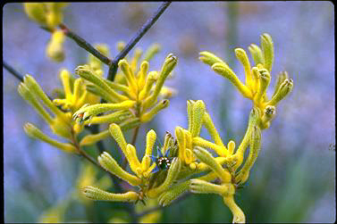 APII jpeg image of Anigozanthos flavidus  © contact APII