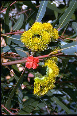 APII jpeg image of Eucalyptus erythrocorys  © contact APII