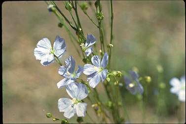 APII jpeg image of Linum marginale  © contact APII