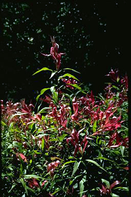 APII jpeg image of Callistemon salignus 'Great Balls of Fire'  © contact APII