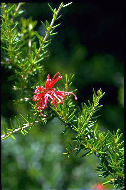 APII jpeg image of Grevillea 'Allyn Radiance'  © contact APII