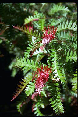 APII jpeg image of Grevillea 'Boongala Spinebill'  © contact APII