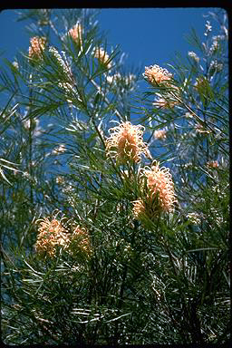 APII jpeg image of Grevillea 'Caloundra Gem'  © contact APII