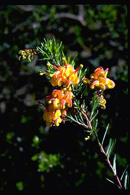 APII jpeg image of Grevillea 'Jubilee'  © contact APII