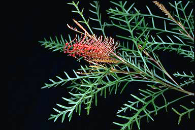 APII jpeg image of Grevillea 'Lyrebird'  © contact APII