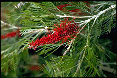 APII jpeg image of Grevillea 'Scarlet King'  © contact APII