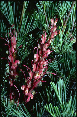 APII jpeg image of Grevillea plurijuga  © contact APII