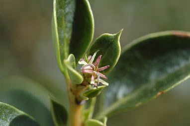 APII jpeg image of Coprosma hirtella  © contact APII