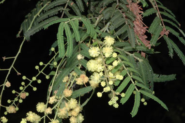 APII jpeg image of Acacia oshanesii  © contact APII