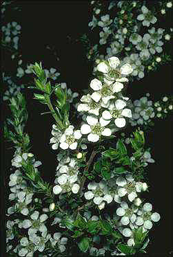 APII jpeg image of Leptospermum continentale 'Horizontalis'  © contact APII