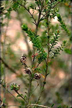 APII jpeg image of Leptospermum crassifolium  © contact APII