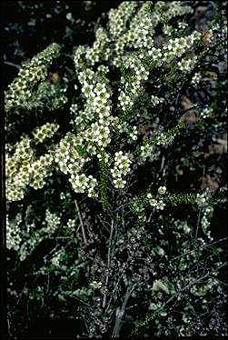 APII jpeg image of Leptospermum minutifolium  © contact APII