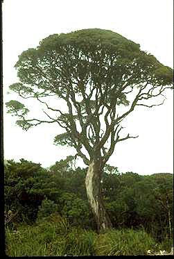 APII jpeg image of Leptospermum wooroonooran  © contact APII