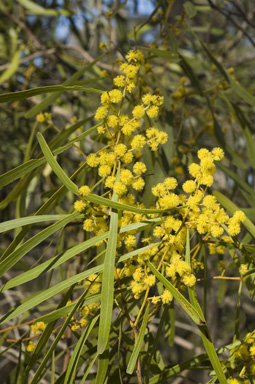 APII jpeg image of Acacia hakeoides  © contact APII