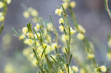 APII jpeg image of Acacia flexifolia  © contact APII