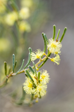 APII jpeg image of Acacia flexifolia  © contact APII