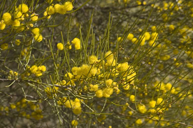 APII jpeg image of Acacia rigens  © contact APII