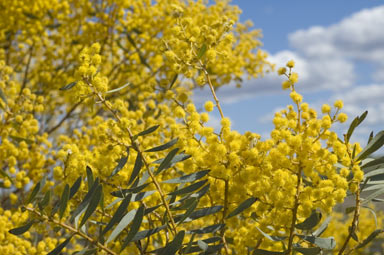 APII jpeg image of Acacia decora  © contact APII