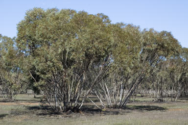 APII jpeg image of Eucalyptus dumosa  © contact APII