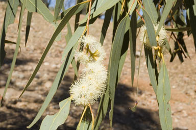 APII jpeg image of Eucalyptus dwyeri  © contact APII