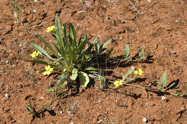 APII jpeg image of Goodenia glabra  © contact APII