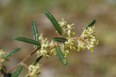 APII jpeg image of Pomaderris angustifolia  © contact APII